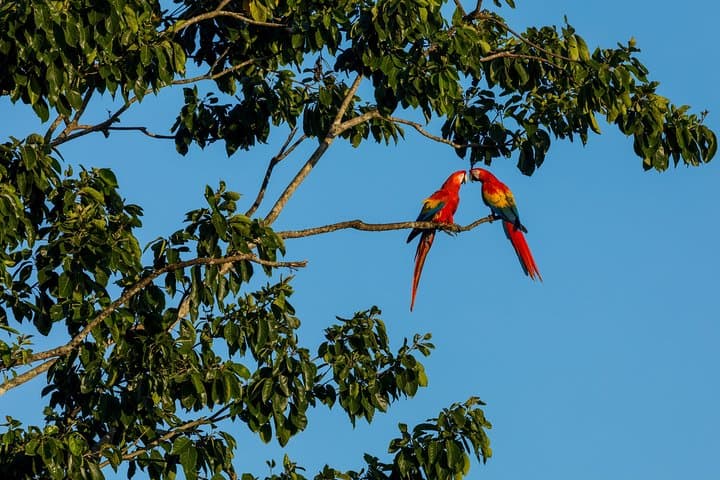 Wild Scarlet Macaws of Punta Islita — Guided Tours from Playa Samara
