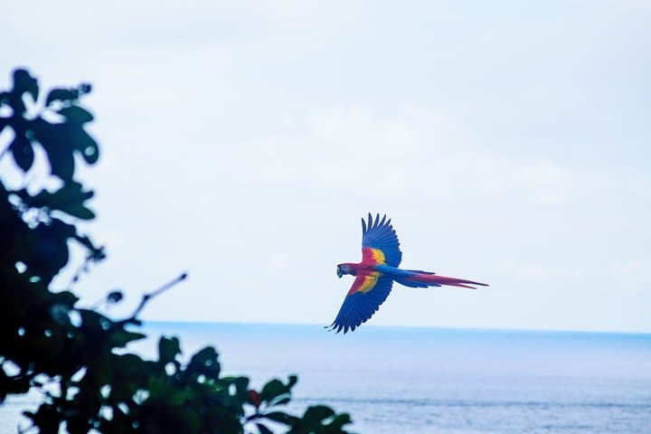 Wild Scarlet Macaws of Punta Islita — Guided Tours from Playa Samara photo 2