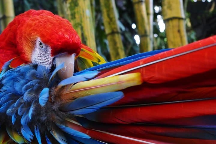 Wild Scarlet Macaws of Punta Islita — Guided Tours from Playa Samara photo 3