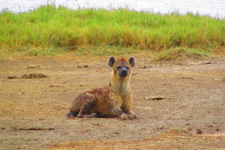 2-Day Mount Kenya & Ol Pejeta Safari: Fairmont Safari Club Wildlife Escape