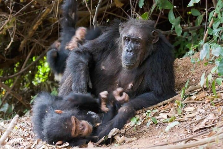 3-Day Gombe Chimpanzee Trekking: Jane Goodall Trails & Lake Tanganyika Views