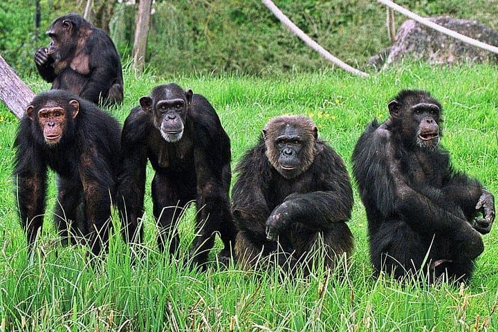 3-Day Gombe Chimpanzee Trekking: Jane Goodall Trails & Lake Tanganyika Views photo 2