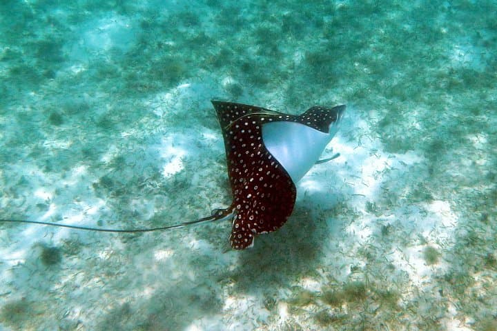 Coral Reef and Turtle Kayak Excursion in St. Thomas — Guided Snorkel & Sea Turtle Swim photo 4