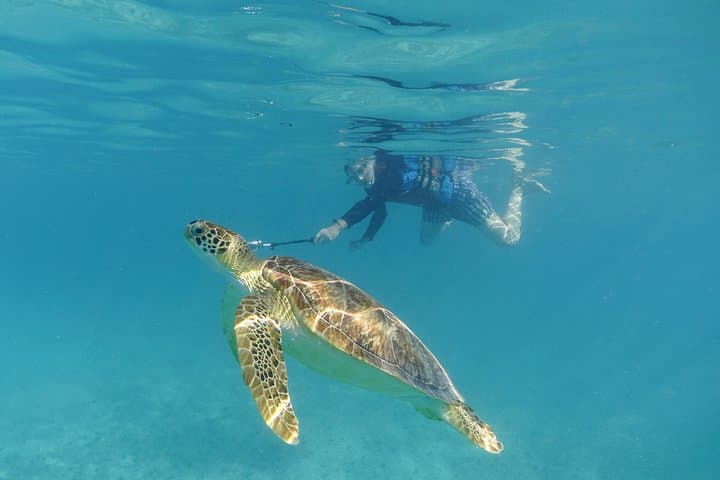 St Thomas Sea Turtle Snorkel and Kayak Tour — Small-Group Guided Adventure photo 5