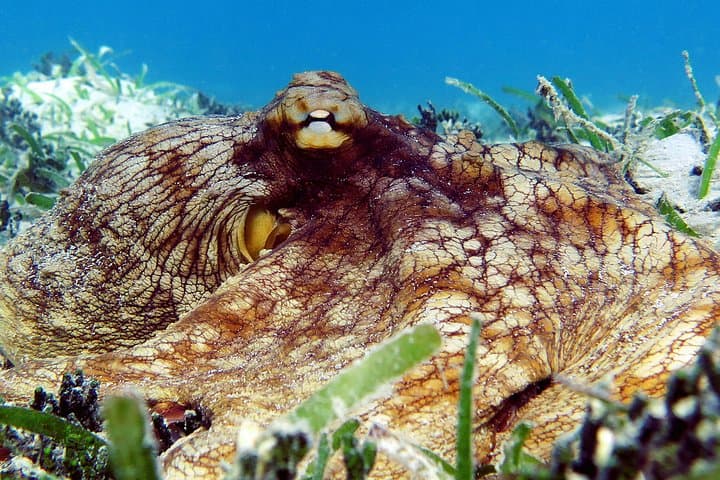 St Thomas Sea Turtle Snorkel and Kayak Tour — Small-Group Guided Adventure photo 6
