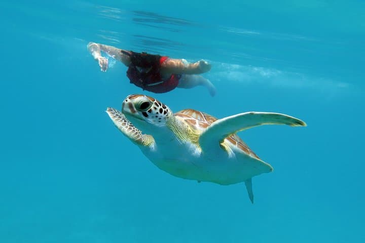 Kayak and Snorkel with Turtles at St. Thomas — Coral Reef Discovery photo 2