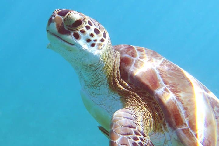 Kayak and Snorkel with Turtles at St. Thomas — Coral Reef Discovery photo 3