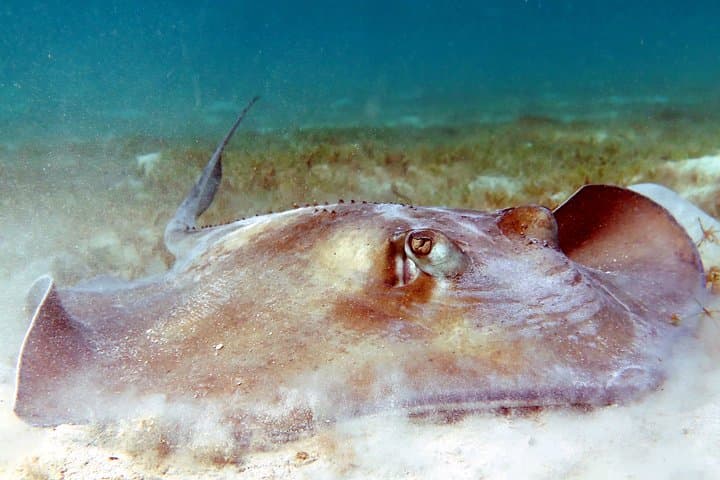 Kayak and Snorkel with Turtles at St. Thomas — Coral Reef Discovery photo 4