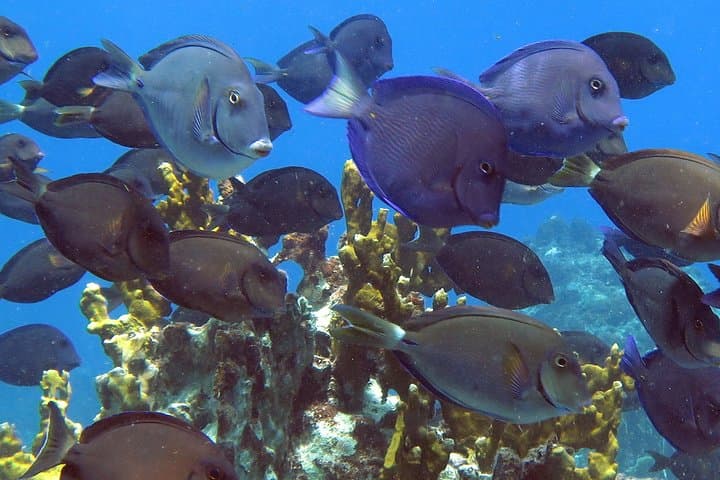 Kayak and Snorkel with Turtles at St. Thomas — Coral Reef Discovery photo 5