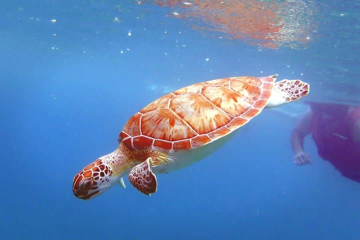Kayak and Snorkel with Turtles at St. Thomas — Coral Reef Discovery photo 6
