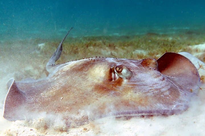 St. Thomas Kayak and Sea Turtle Snorkel: 4-Hour Eco-Adventure photo 6