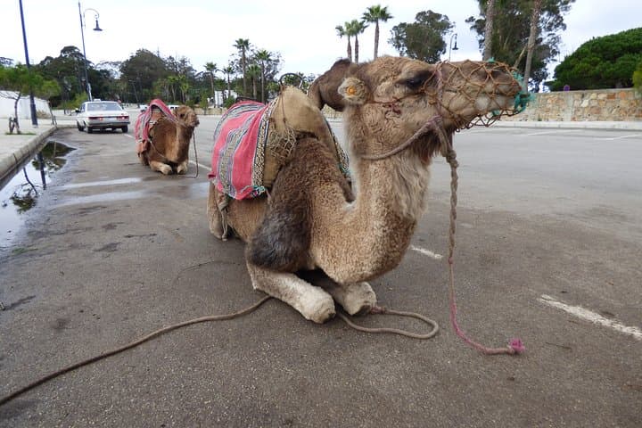 Private Tangier Day Trip from Seville: Full-Day Tangier Highlights photo 5