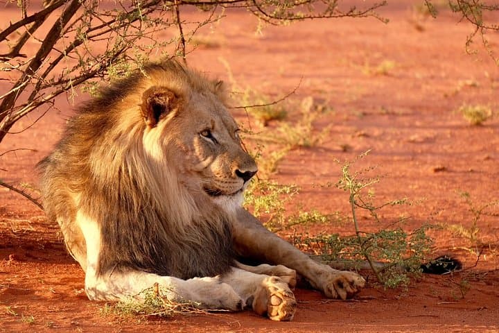 Aquila Big 5 Safari from Cape Town: Full-Day Game Drive to See Africa’s Iconic Wildlife
