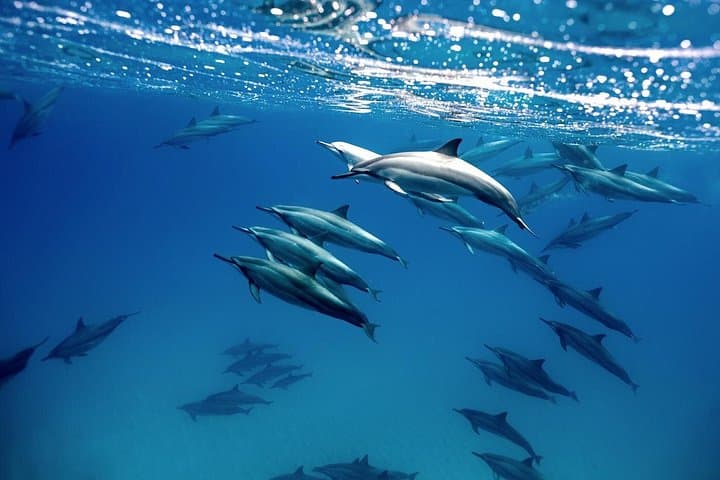 Cabo Wildlife Safari: Boat Tour & Snorkel with Dolphins, Rays and Whales