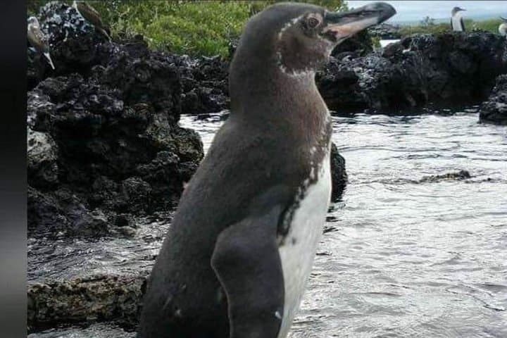 Isabela Island in 2 Days: Wetlands, Tintoreras & Sierra Negra Volcano photo 2