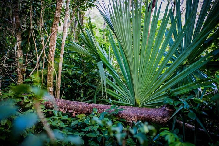 Mayan Adventure in Tulum: Ruins Tour & Temazcal Ritual (Full Day) photo 6