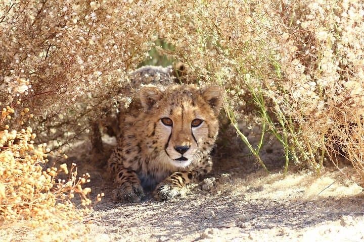 Cheetah Outreach & Cape Winelands Day Tour — Stellenbosch, Lanzerac & Delaire Graff photo 4