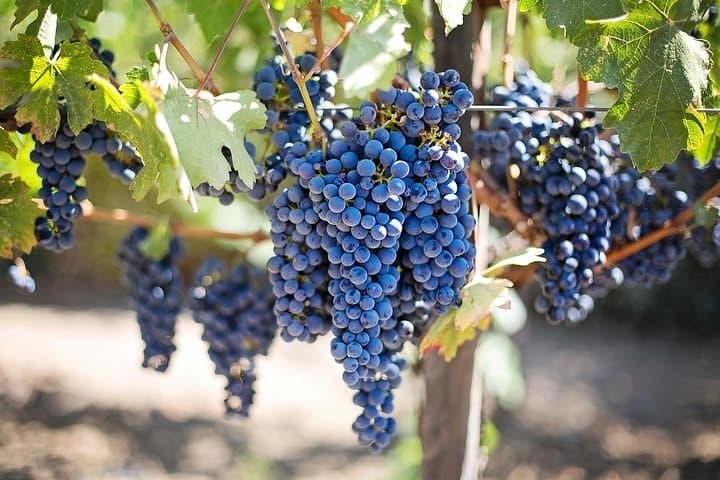 Full-Day Robben Island, Table Mountain & Constantia Wine Lands Tour from Cape Town photo 3