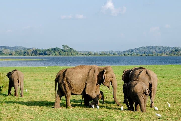 15-Day Sri Lanka Round Tour by Minivan with Nilaveli Beach — Mihintale, Safaris & Coast photo 5