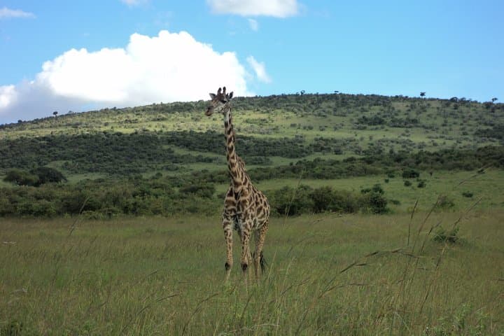 3-Day Budget Masai Mara Road Safari from Nairobi — Family-Friendly Game Drives photo 5