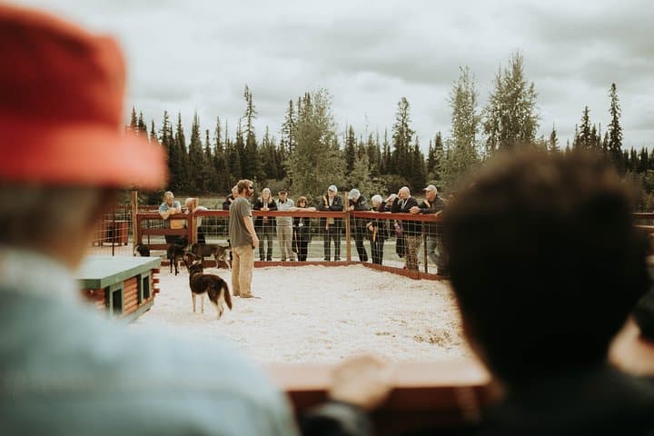 Summer Kennel Visit at Trail Breaker Kennel — Meet Alaskan Huskies Near Fairbanks photo 3