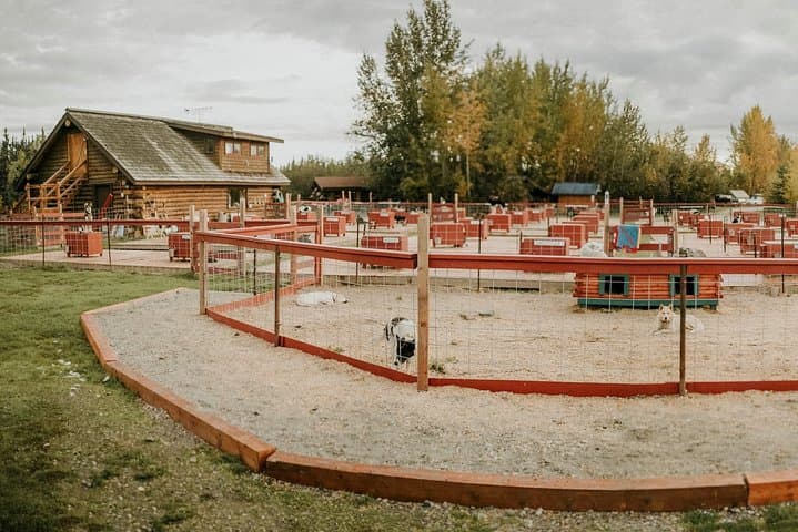 Summer Kennel Visit at Trail Breaker Kennel — Meet Alaskan Huskies Near Fairbanks photo 4