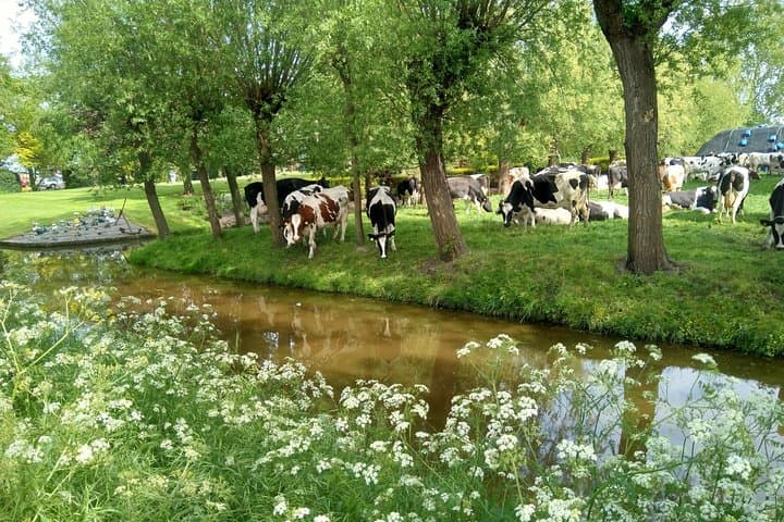 Private Bike Tour to Zaanse Schans: Windmills, Cheese & Clogs from Amsterdam photo 6