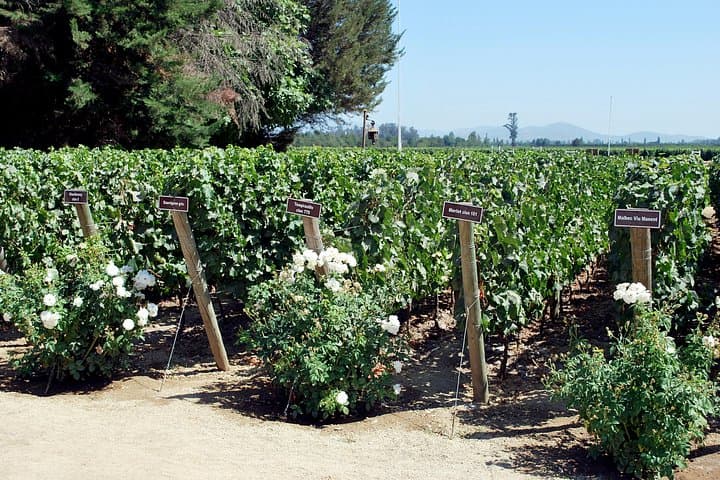 Colchagua Valley Wineries: Montes & Viu Manent Day Tour from Santiago photo 2