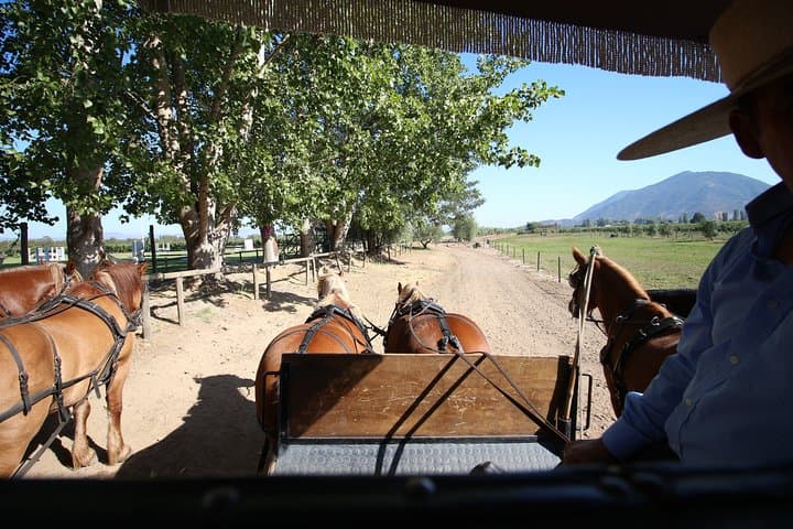 Colchagua Valley Wineries: Montes & Viu Manent Day Tour from Santiago photo 3