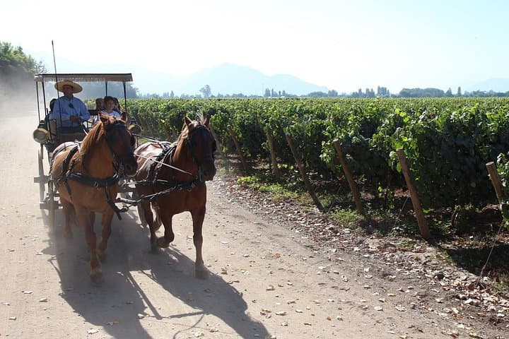 Colchagua Valley Wineries: Montes & Viu Manent Day Tour from Santiago photo 4