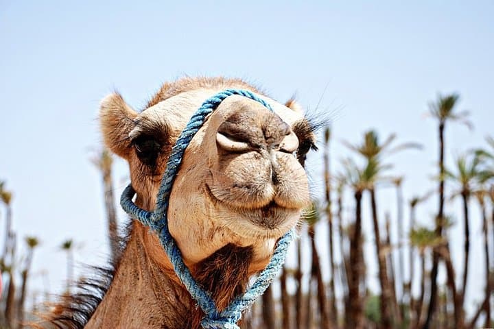 Half-Day Camel Ride in Marrakech’s Palmeraie — Palm-Grove Camel Trek photo 2