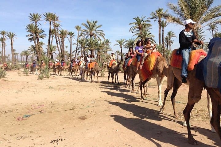 Half-Day Camel Ride in Marrakech’s Palmeraie — Palm-Grove Camel Trek photo 3