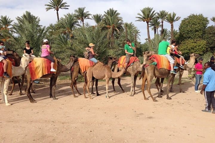Half-Day Camel Ride in Marrakech’s Palmeraie — Palm-Grove Camel Trek photo 4