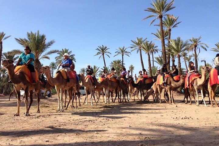 Half-Day Camel Ride in Marrakech’s Palmeraie — Palm-Grove Camel Trek photo 5
