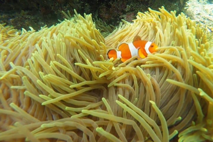 Try Scuba Diving in Padang Bai: Small-Group Two-Dive Boat Experience photo 6