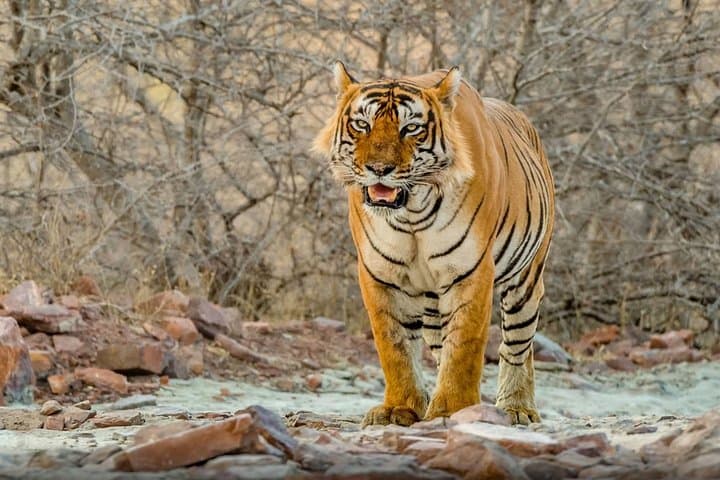 Afternoon Ranthambore Tiger Safari: Day Trip from Jaipur to Ranthambore National Park photo 3