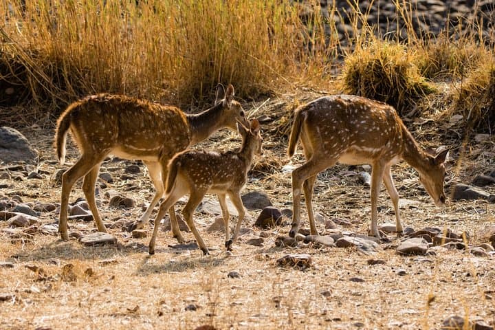 Afternoon Ranthambore Tiger Safari: Day Trip from Jaipur to Ranthambore National Park photo 4