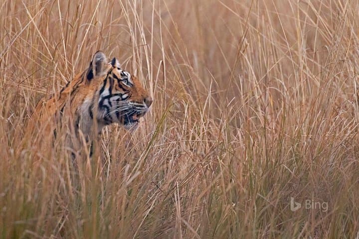 Afternoon Ranthambore Tiger Safari: Day Trip from Jaipur to Ranthambore National Park photo 5