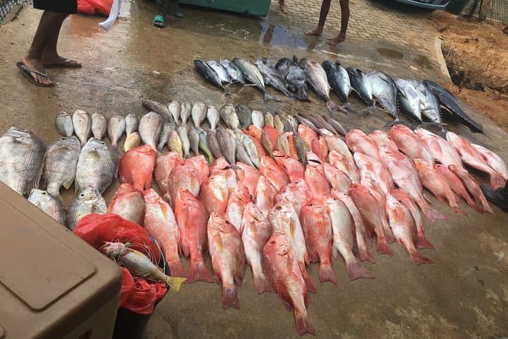 Seychelles Big-Game Fishing: Offshore Angling in the Indian Ocean photo 6