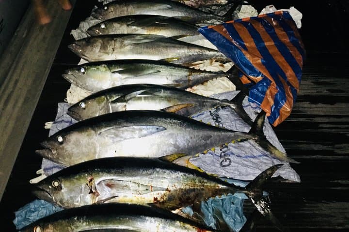 Seychelles Big-Game Fishing: Offshore Angling in the Indian Ocean photo 5