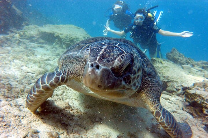Discover Scuba Diving in Ayia Napa: Beginner Dives, Turtle Sightings & Statue Garden