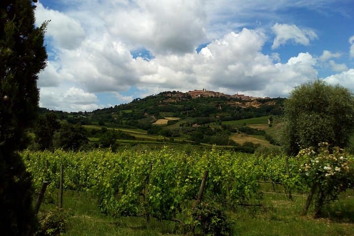 Truffle and Brunello VIP Day Trip: Tasting Montisi & Montalcino from Rome photo 3