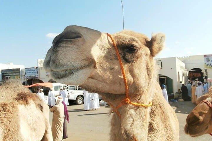 5-Day Oman Road Trip: Muscat, Wadi Shab, Wahiba Sands & Turtle Coast photo 1