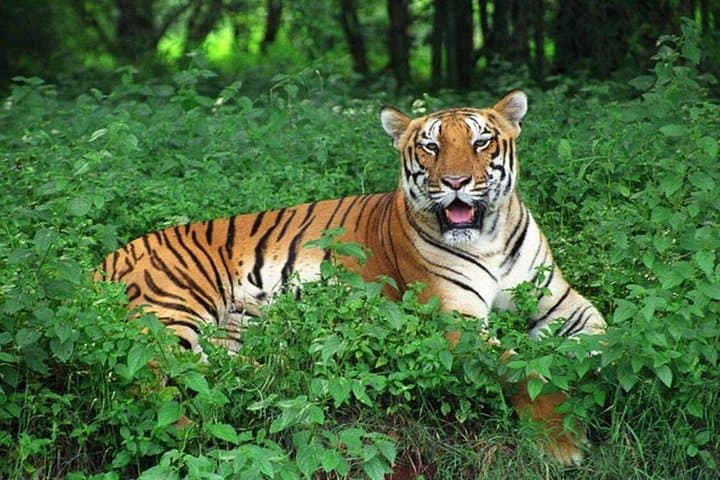 Bhubaneshwar to Bhitarkanika and Similipal: 4-Day Mangrove Boat Safari & Tiger Reserve Jeep Expedition