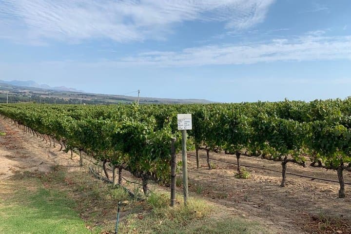 Cape Town Winelands Tour: Stellenbosch & Franschhoek Wine Tasting with Cheetah Outreach photo 3
