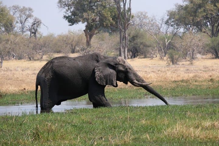 Elephant Tracking Botswana: 5-Day Okavango & Chobe Walking Safari