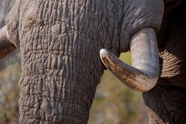 Elephant Tracking Botswana: 5-Day Okavango & Chobe Walking Safari photo 2
