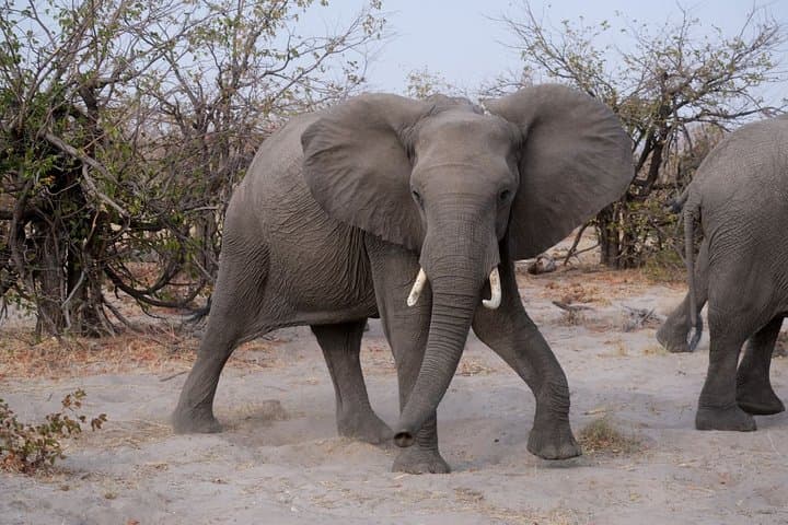Elephant Tracking Botswana: 5-Day Okavango & Chobe Walking Safari photo 3