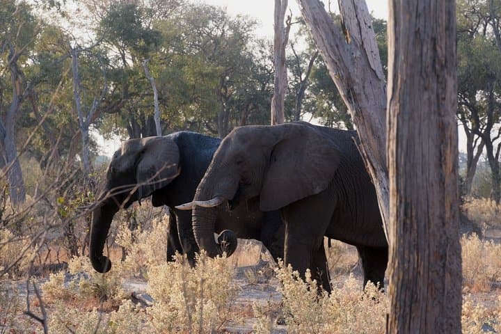 Elephant Tracking Botswana: 5-Day Okavango & Chobe Walking Safari photo 4