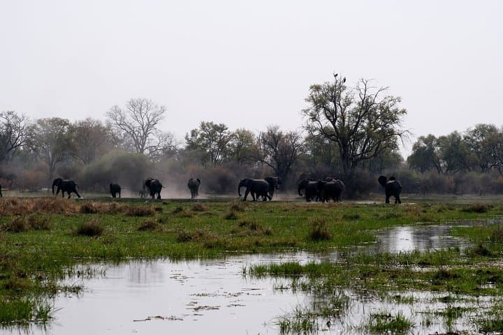 Elephant Tracking Botswana: 5-Day Okavango & Chobe Walking Safari photo 5